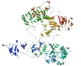 Nucleoporin 155kDa (NUP155)