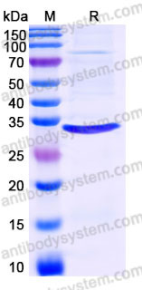 AHC90702, SDS-PAGE