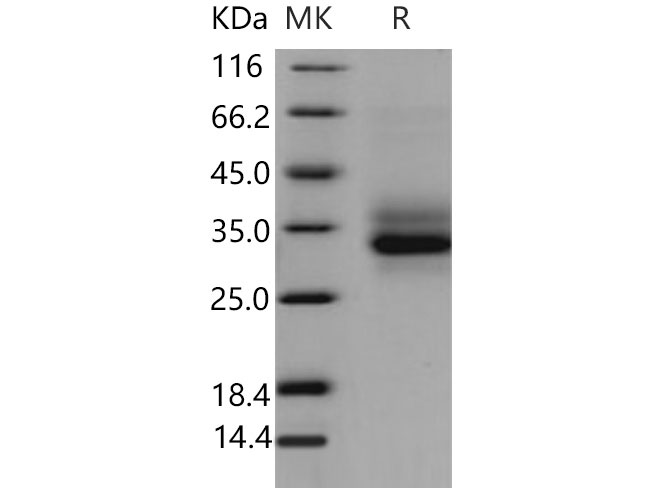 Валидация Elabscience PKSM040788(4755)