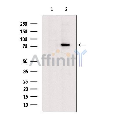 Валидация Affinity DF13334 - 8518