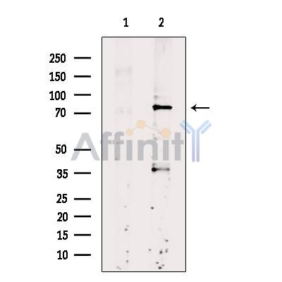 Валидация Affinity DF9279 - 21724
