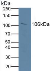 5207