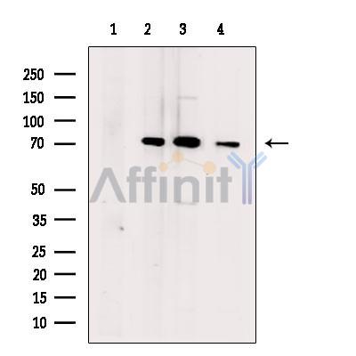 Валидация Affinity DF13625 - 9149