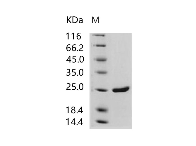 Валидация Elabscience PKSV030191(5968)