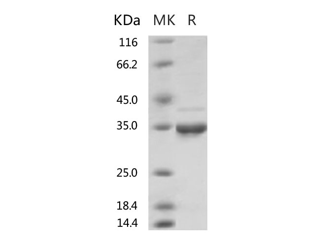 Валидация Elabscience PKSR030513(5823)