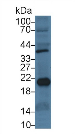 24853