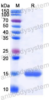 Валидация SDS-PAGE - AntibodySystem RHD75602