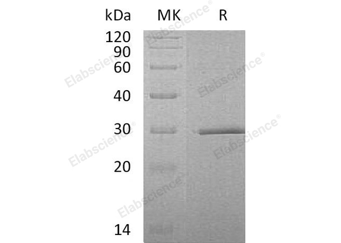Валидация Elabscience PKSH032095(2641)
