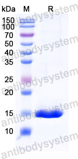 Валидация SDS-PAGE - AntibodySystem RHB42609