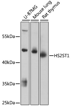 Валидация Elabscience E-AB-90694