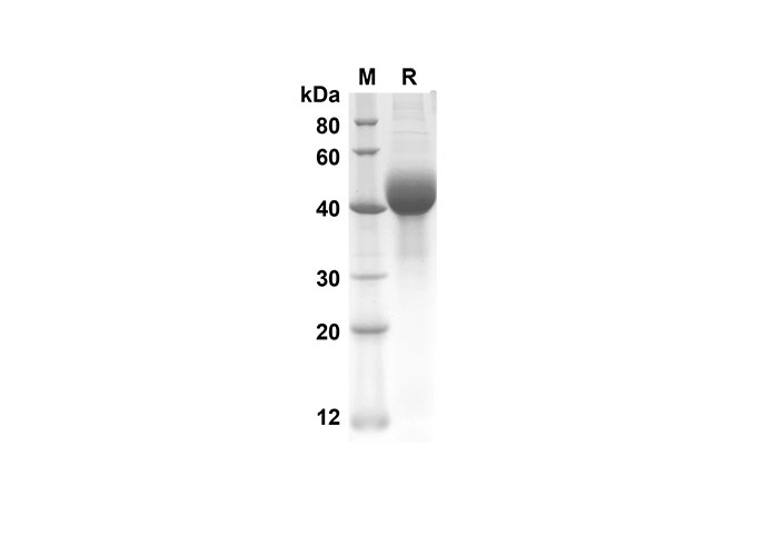 Валидация Elabscience PDMM100105(1075)