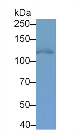 62775