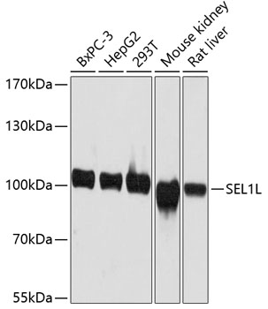 Валидация Elabscience E-AB-63621