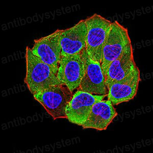 Валидация IF - AntibodySystem RHK77002
