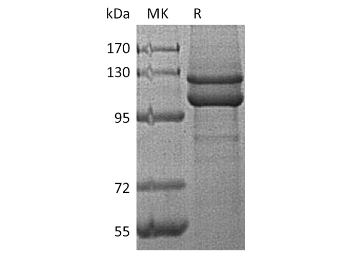 Валидация Elabscience PKSH033721(3999)