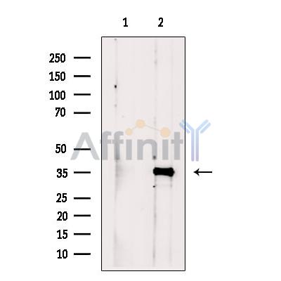 Валидация Affinity DF13697 - 9297