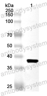 Валидация AntibodySystem PHA73701
