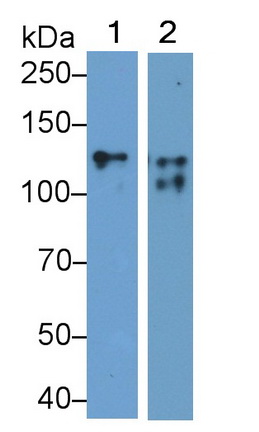 40166