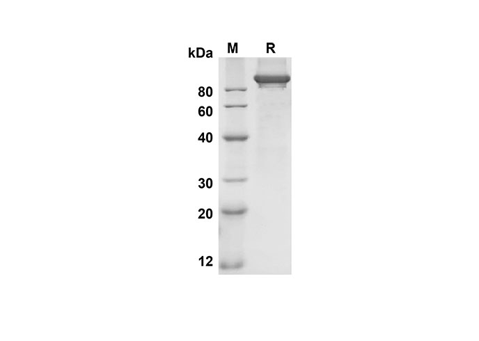 Валидация Elabscience PDMH100178(822)