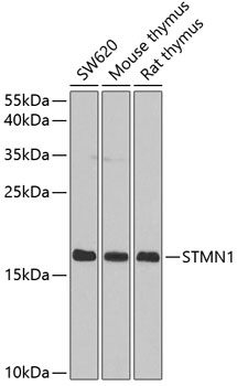 Валидация Elabscience E-AB-60661
