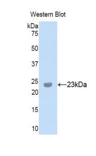 38490