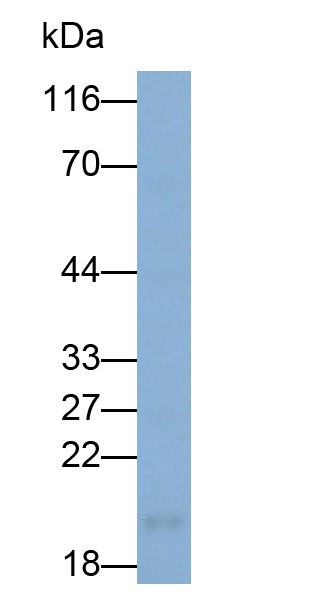 891
