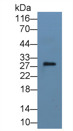 8239