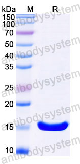 Валидация SDS-PAGE - AntibodySystem RXX00302