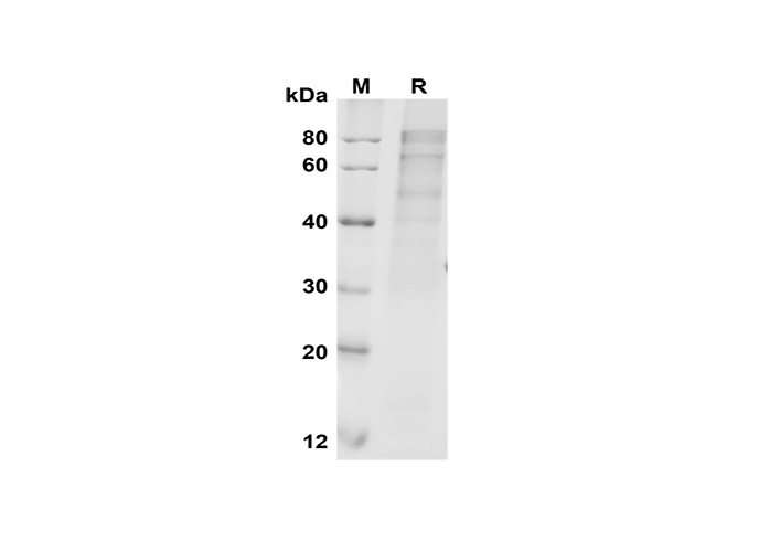 Валидация Elabscience PDMH100331(943)