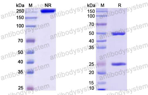 Валидация SDS-PAGE - AntibodySystem RHJ93109