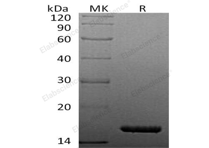 Валидация Elabscience PKSH033164(3518)