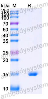 Валидация SDS-PAGE - AntibodySystem RHJ48701