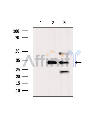 Валидация Affinity DF8762 - 20787