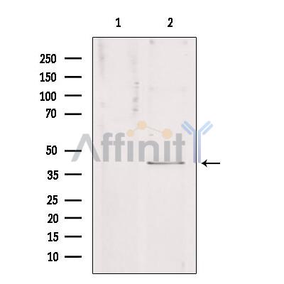 Валидация Affinity DF9260 - 21697
