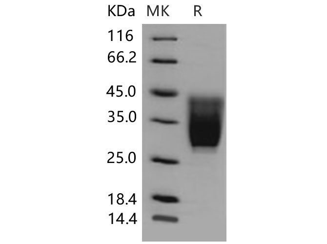 Валидация Elabscience PKSM040635(4620)