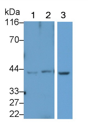 10409