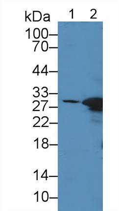 12066