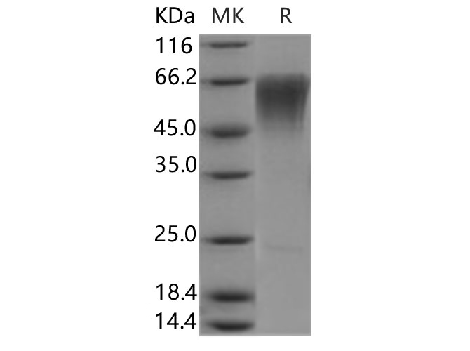 Валидация Elabscience PKSH030648(1531)