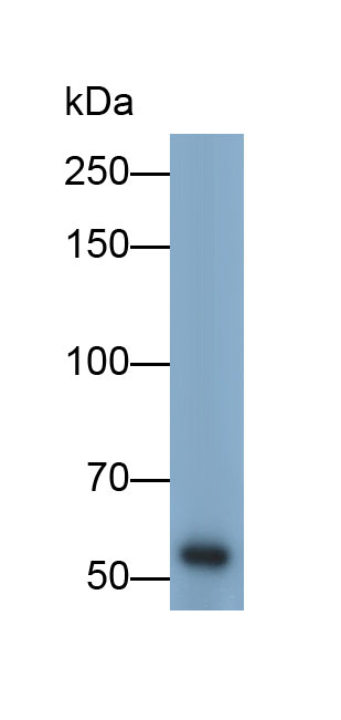 32966