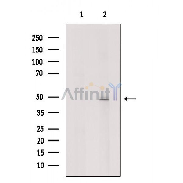 Валидация Affinity AF6544 - 3857