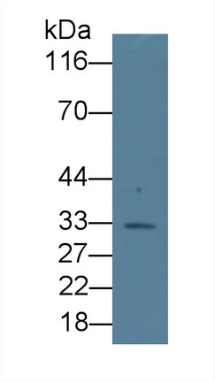 38649