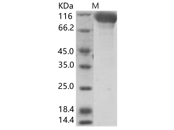 Валидация Elabscience PKSV030174(5951)