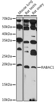 Валидация Elabscience E-AB-92172