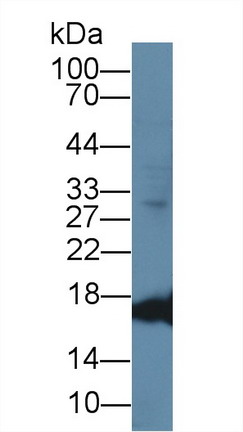 8442