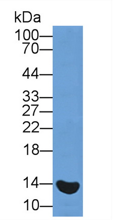 11965