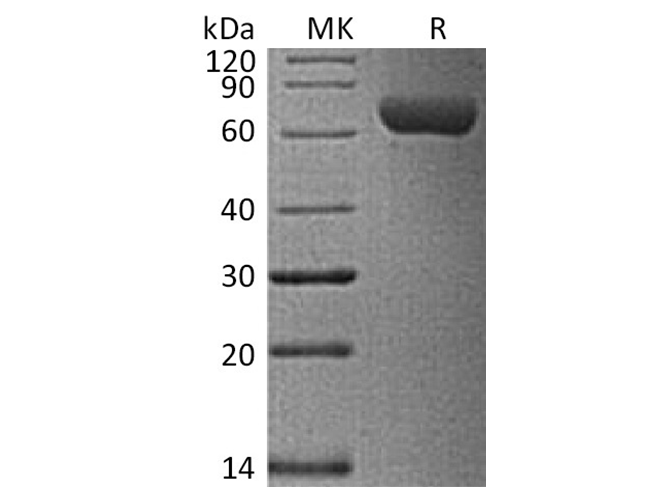 Валидация Elabscience PKSH033794(4065)