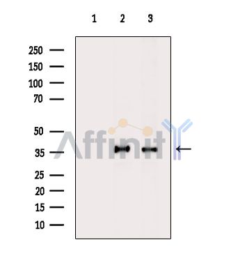 Валидация Affinity DF13899 - 9636