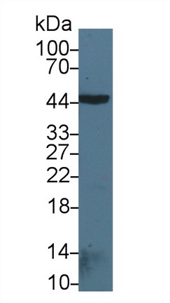 10250