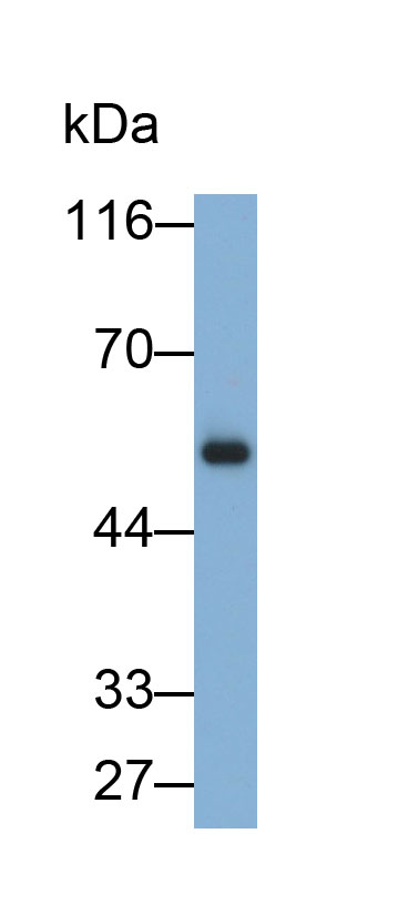 32142