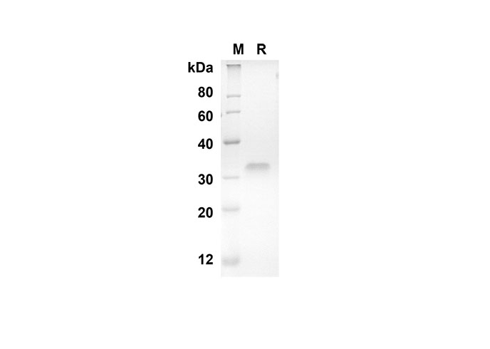 Валидация Elabscience PDMH100223(850)